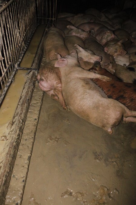 Grower/finisher pigs living in excrement