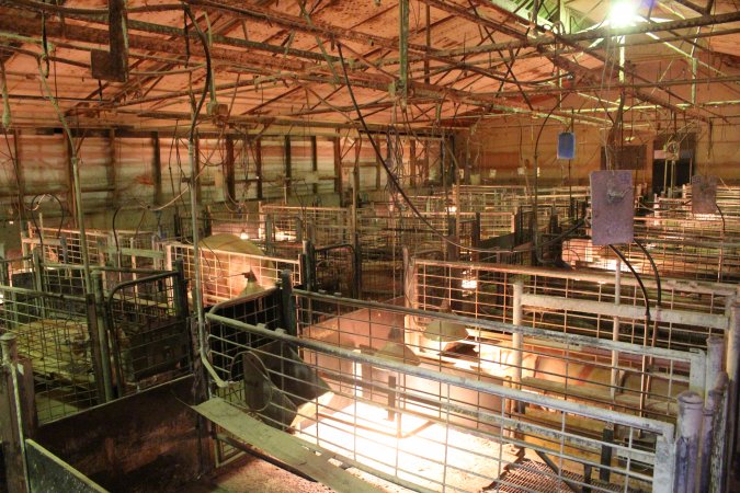 Farrowing crates at St Arnaud Piggery VIC