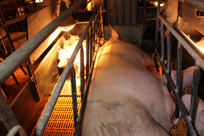 Farrowing crates at Huntly Piggery NSW