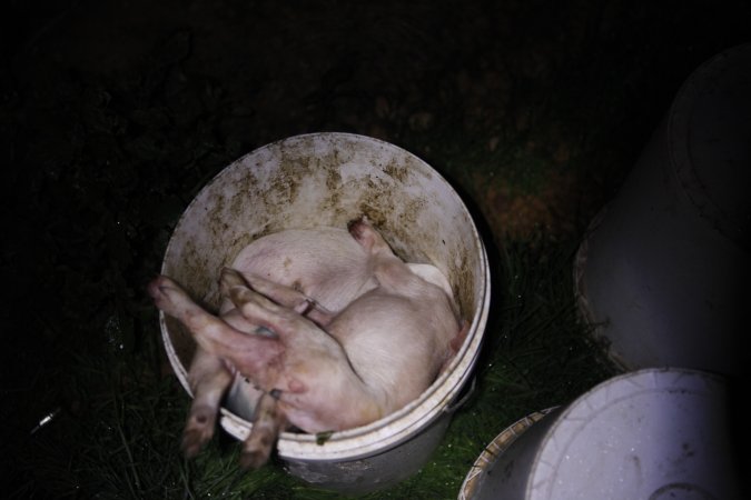 Dead piglets in bucket