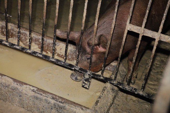 Grower pig drinking from excrement-tainted water trough