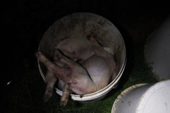 Dead piglets in bucket