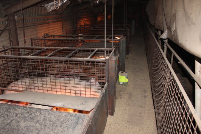 Farrowing crates at Willawa Piggery NSW