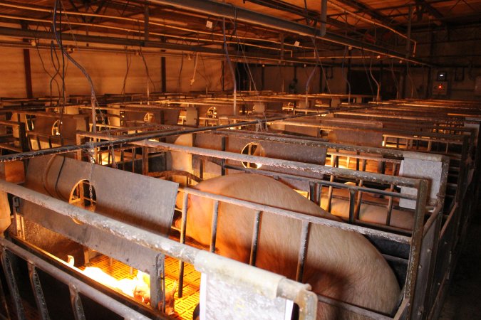 Farrowing crates at Huntly Piggery NSW