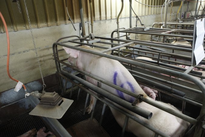 Farrowing crates at Nambeelup Piggery WA