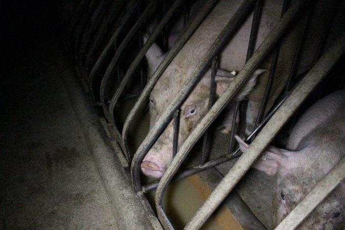 Sow stalls at Culcairn Piggery NSW