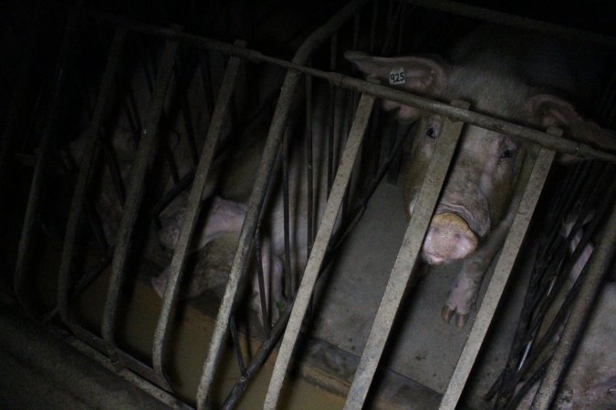 Sow stalls at Culcairn Piggery NSW