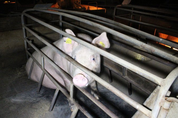 Farrowing crates at Deni Piggery NSW