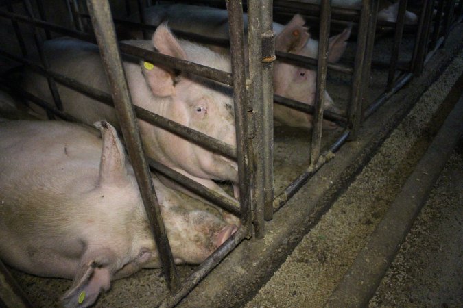 Sow stalls at Dublin Piggery SA