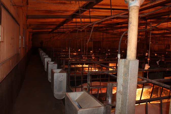 Farrowing crates at Bungowannah Piggery NSW