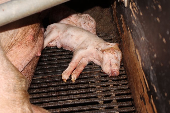 Farrowing crates at Selko Piggery NSW