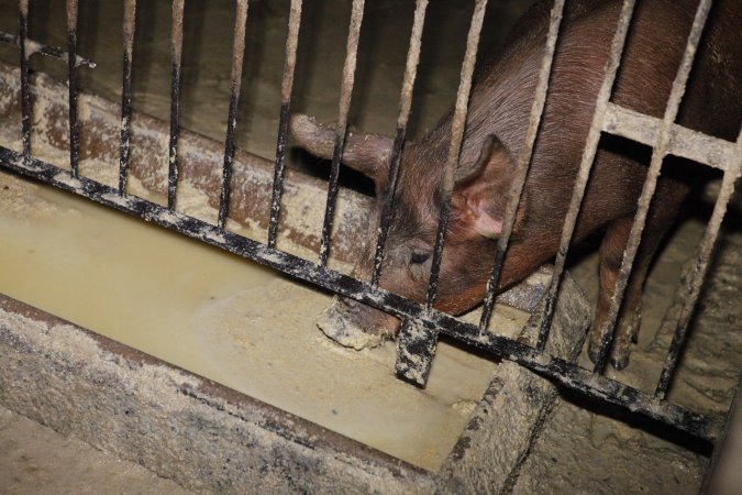 Grower pig drinking from excrement-tainted water trough