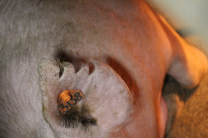 Farrowing crates at Deni Piggery NSW