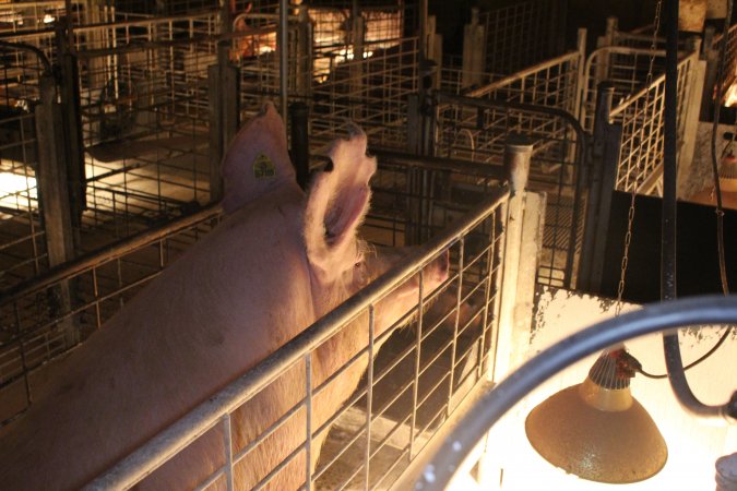 Farrowing crates at St Arnaud Piggery VIC