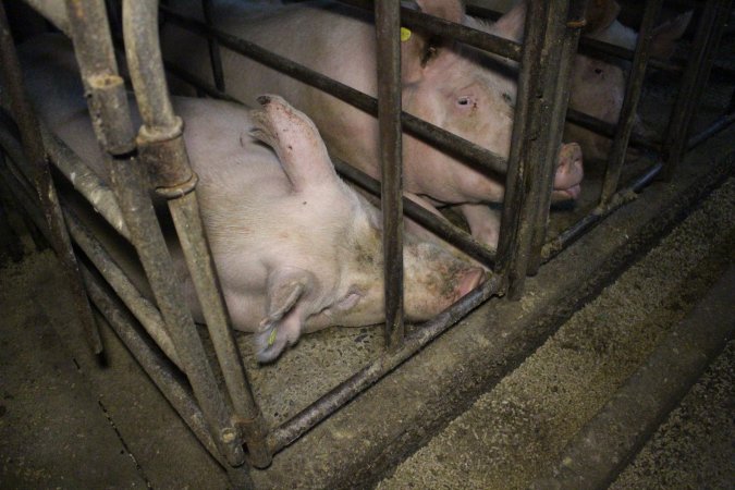 Sow stalls at Dublin Piggery SA