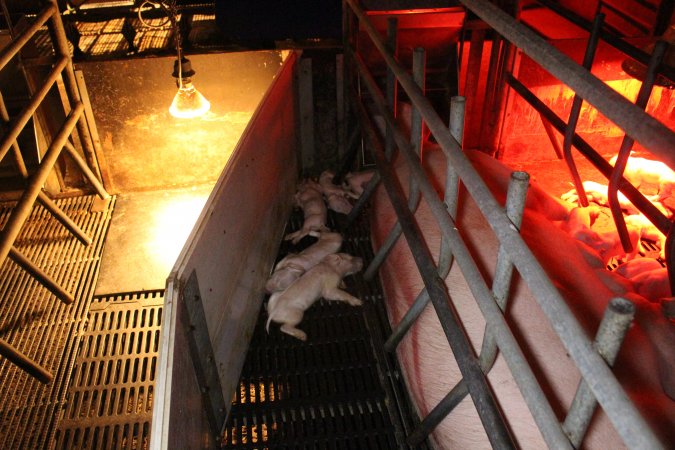 Several dead piglets in farrowing crate