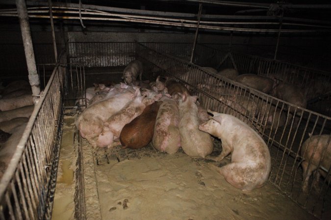 Grower/finisher pigs living in excrement