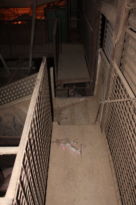 Dead piglet in walkway