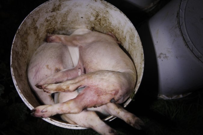 Dead piglets in bucket