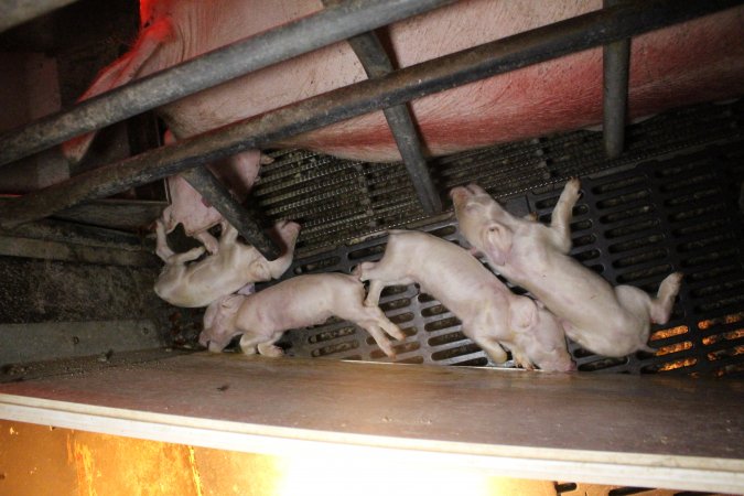 Several dead piglets in farrowing crate