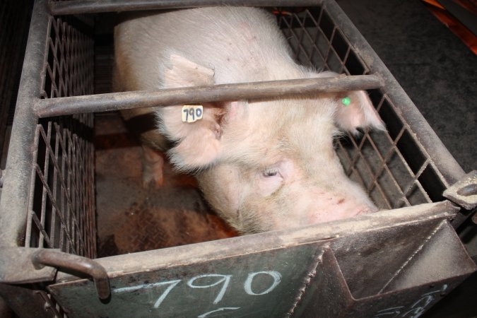 Farrowing crates at Willawa Piggery NSW