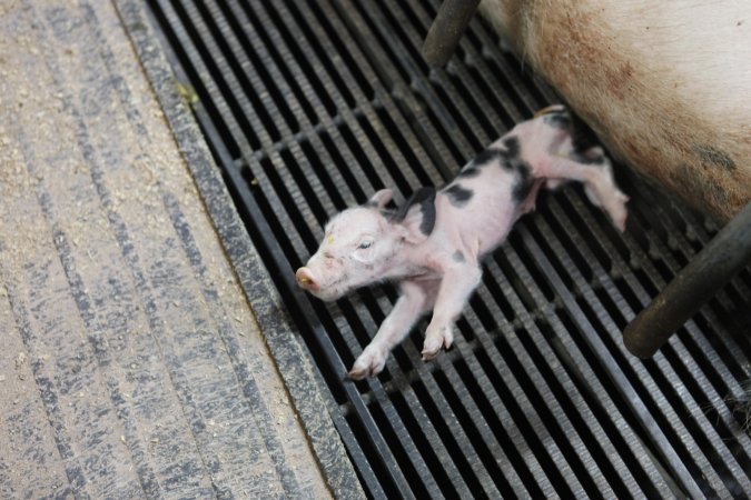 Farrowing crates at Nambeelup Piggery WA