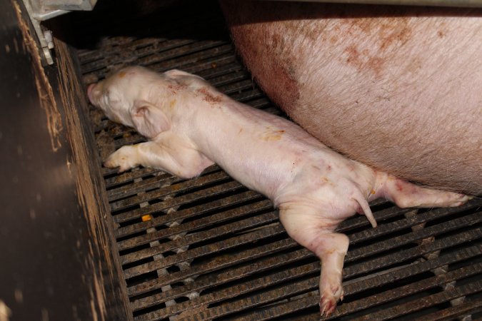 Farrowing crates at Selko Piggery NSW