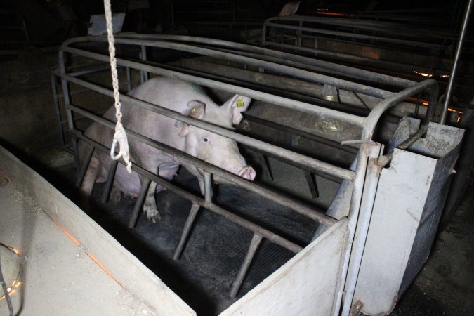 Farrowing crates at Deni Piggery NSW