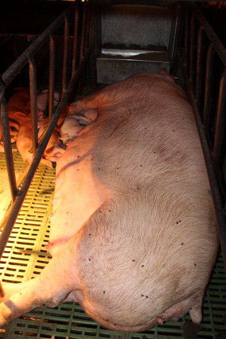 Farrowing crates at Bungowannah Piggery NSW
