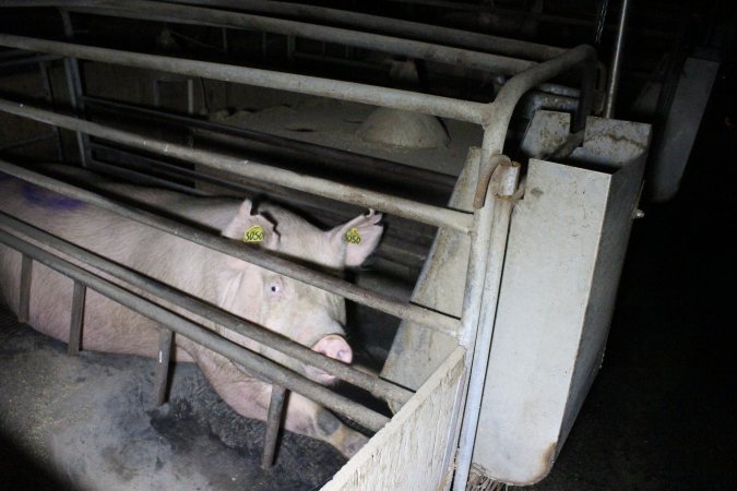 Farrowing crates at Deni Piggery NSW