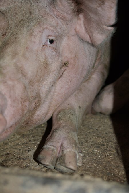 Sow stalls at Korunye Park Piggery SA