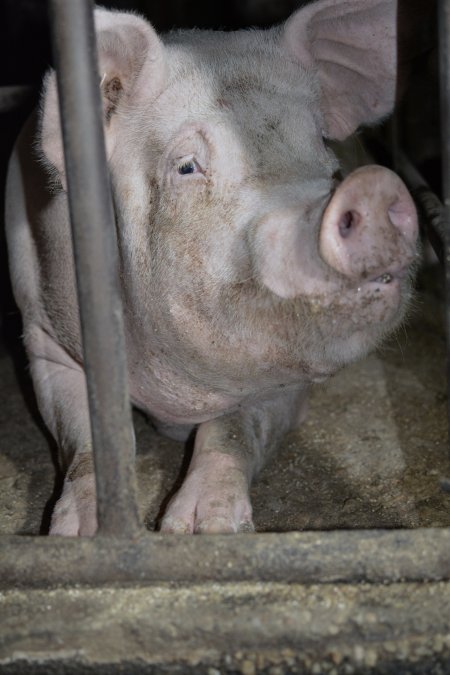 Sow stalls at Korunye Park Piggery SA