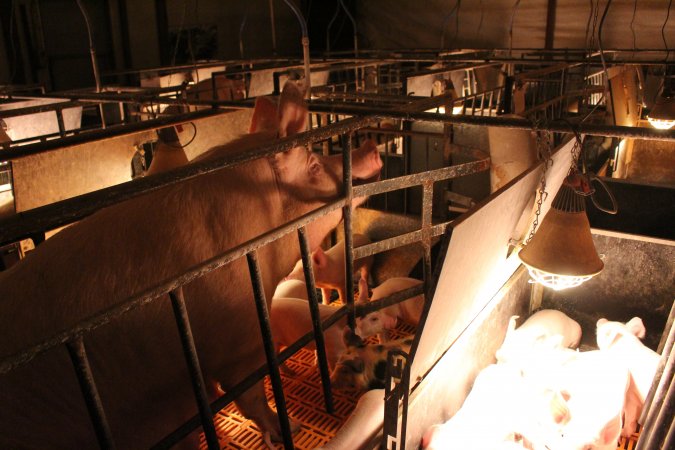 Farrowing crates at Huntly Piggery NSW