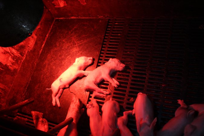 Farrowing crates at Wasleys Tailem Bend Piggery SA