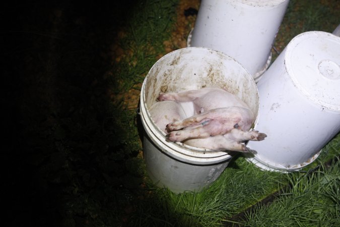 Dead piglets in bucket