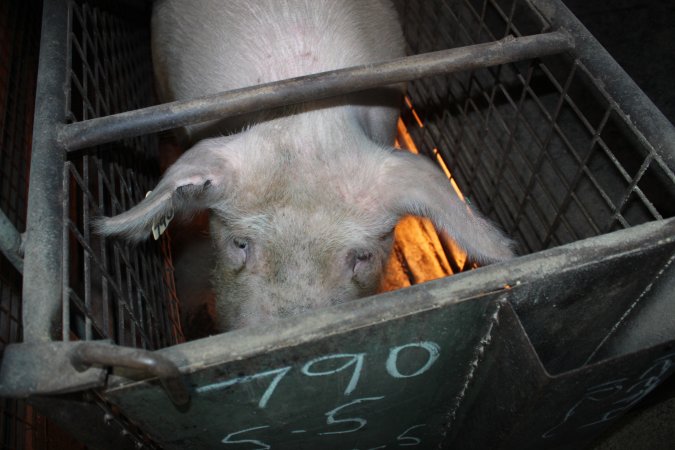 Farrowing crates at Willawa Piggery NSW