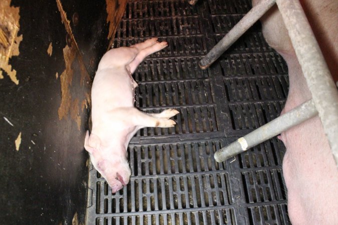 Farrowing crates at Wasleys Tailem Bend Piggery SA