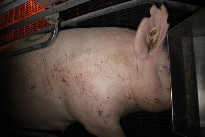 Sow with cuts and scratches