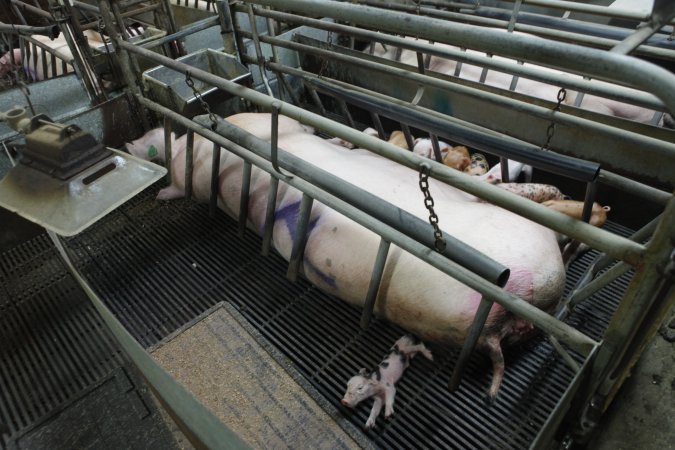 Farrowing crates at Nambeelup Piggery WA