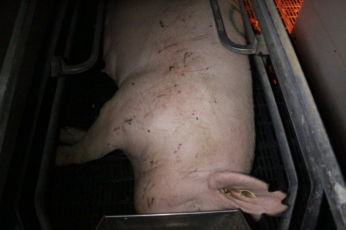 Sow with cuts and scratches