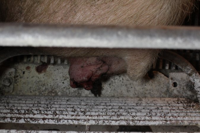 Farrowing crates at St Arnaud Piggery VIC