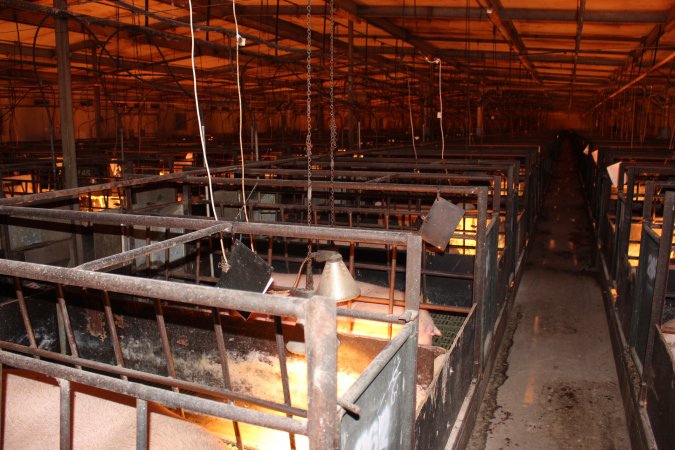 Looking across farrowing shed