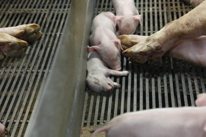 Farrowing crates at Nambeelup Piggery WA