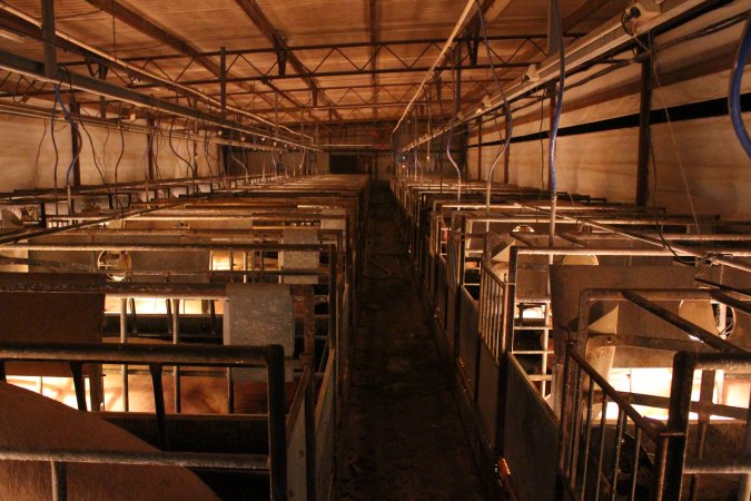 Farrowing crates at Huntly Piggery NSW