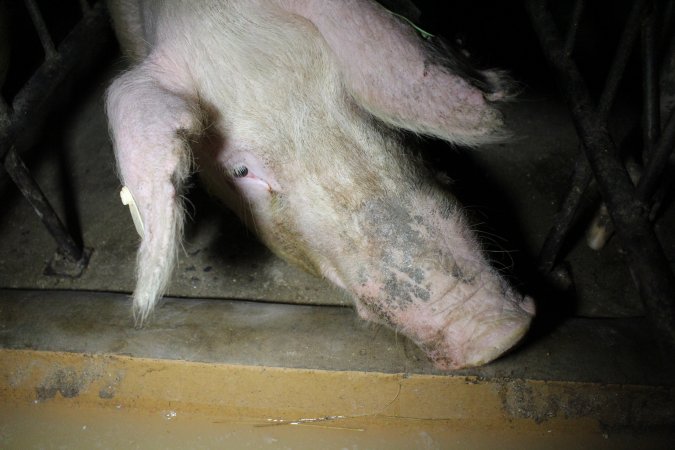 Sow stalls at Culcairn Piggery NSW