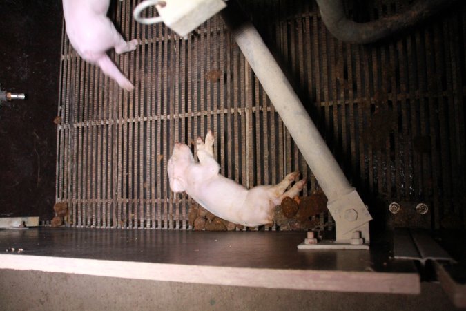 Farrowing crates at Girgarre Piggery VIC