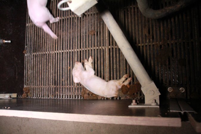 Farrowing crates at Girgarre Piggery VIC