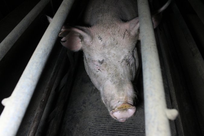 Farrowing crates at Deni Piggery NSW