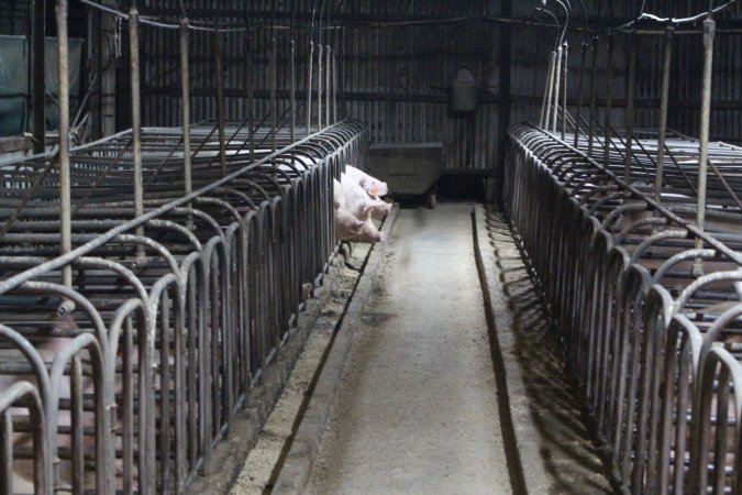 Sow stalls at Dublin Piggery SA