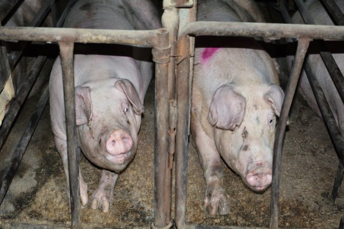 Sow stalls at Korunye Park Piggery SA